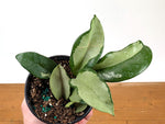Hoya Silver Moon