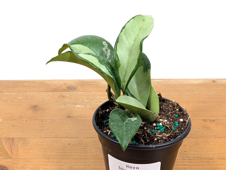 Hoya Silver Moon