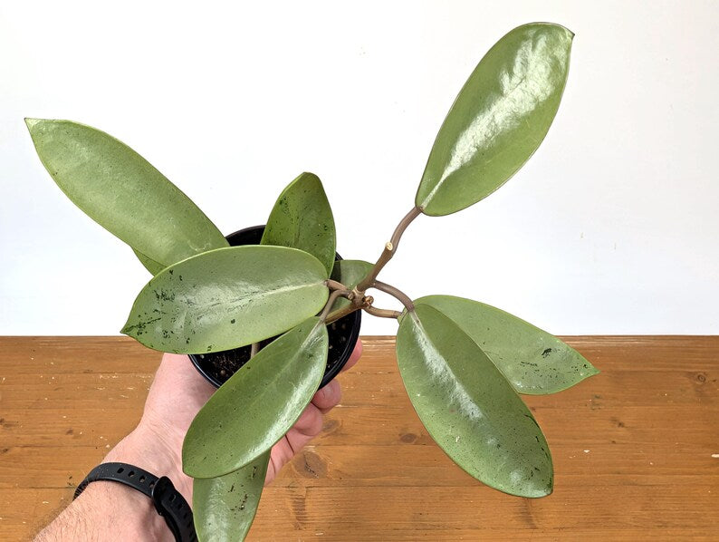 Hoya Silver Dollar