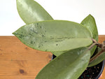 Hoya Silver Dollar