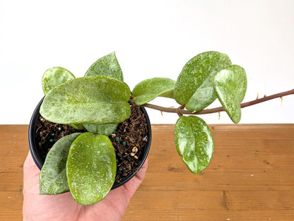 Hoya Nova Ghost