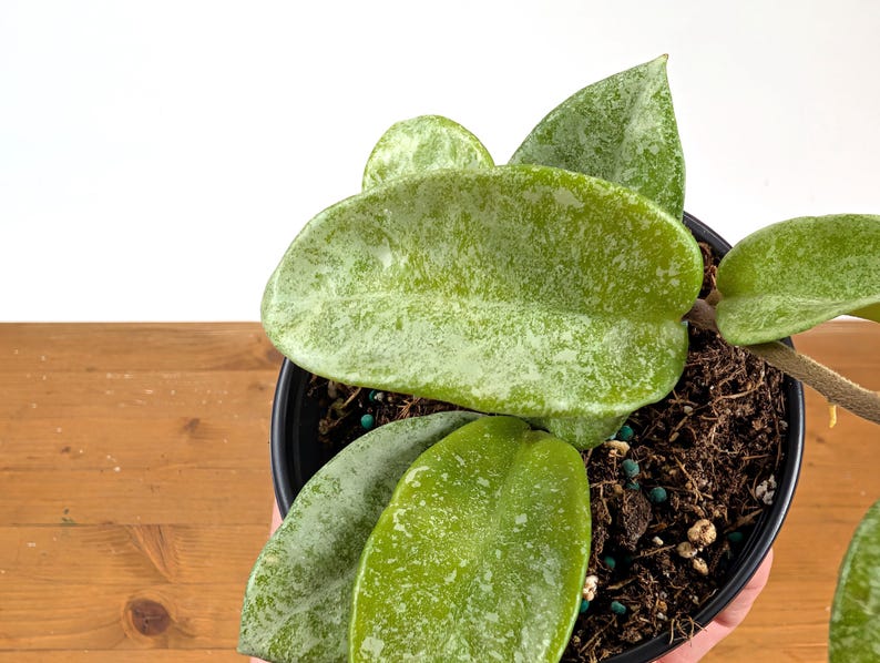 Hoya Nova Ghost