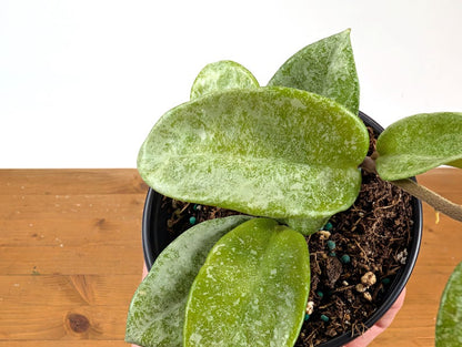 Hoya Nova Ghost