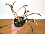 Aglaonema Flying Squid