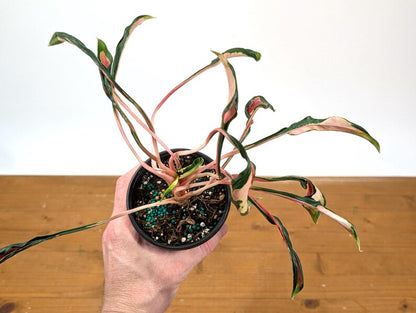 Aglaonema Flying Squid