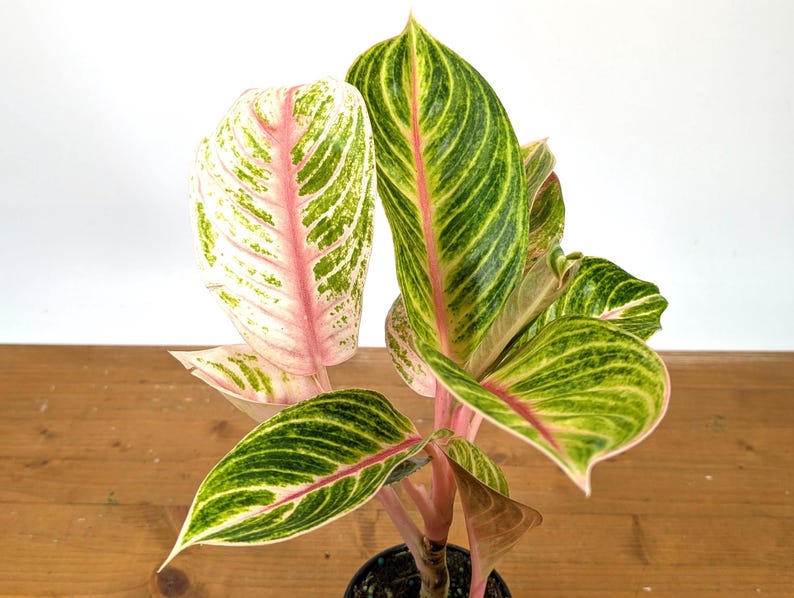 Aglaonema Amber