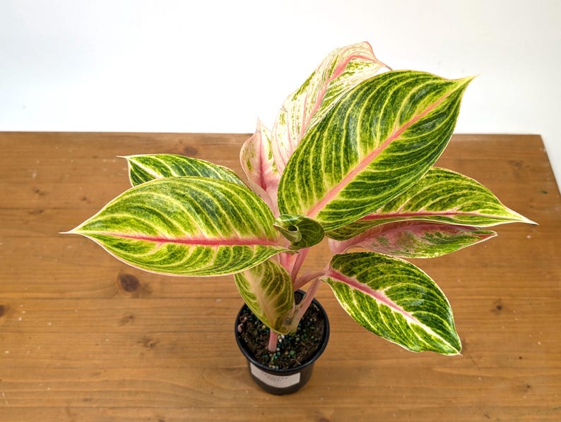Aglaonema Amber