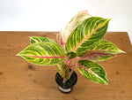 Aglaonema Amber