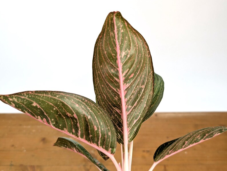 Aglaonema Tiara