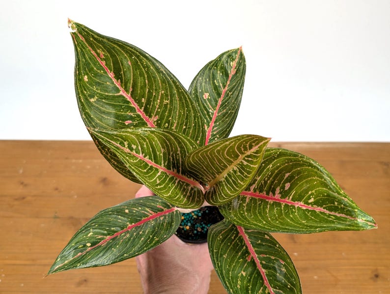 Aglaonema Tiara