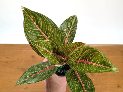 Aglaonema Tiara