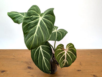 Large Philodendron Gloriosum in 4&quot; Pot XL Plant
