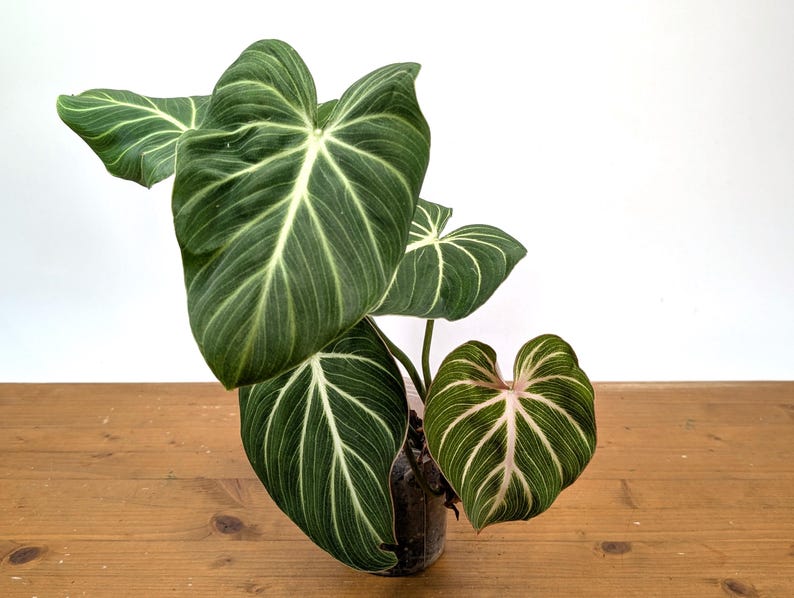 Philodendron Gloriosum 'Zebra'