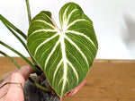 Philodendron Gloriosum 'Zebra'