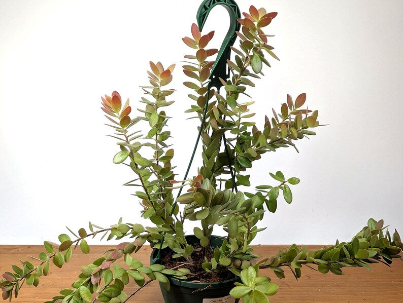 Ceratostema Kiatana