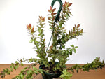 Ceratostema Kiatana