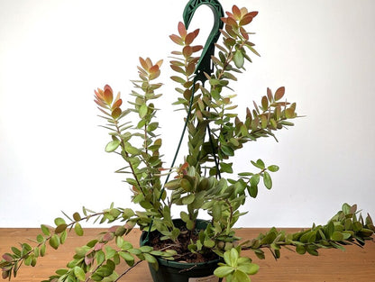 Ceratostema Kiatana