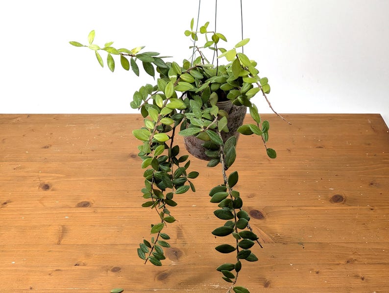 Ceratostema Kiatana