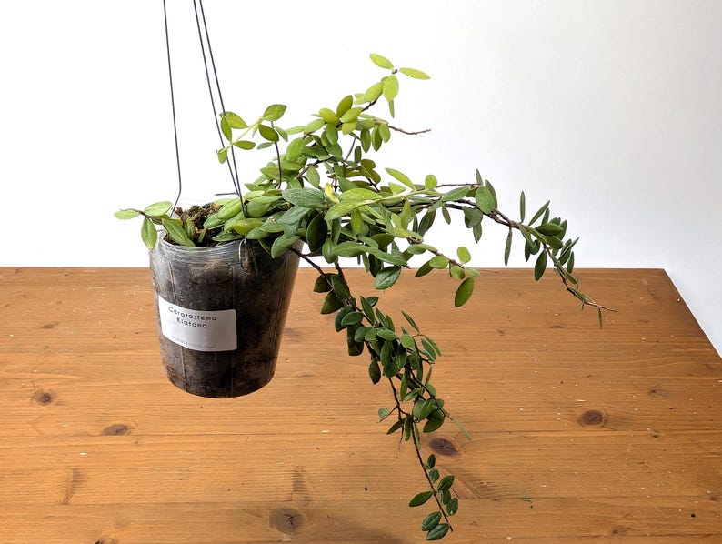 Ceratostema Kiatana