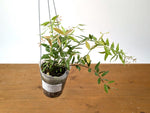 Ceratostema Glans