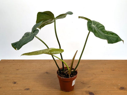EXACT Philodendron Gloriosum x Maximum in 4 Inch Pot - One of a Kind