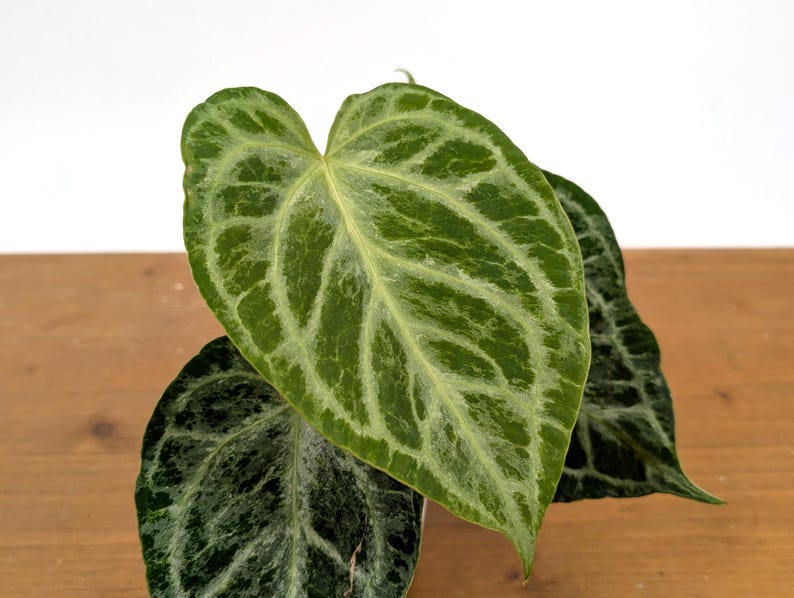 Anthurium Silver Blush Variegated Mint