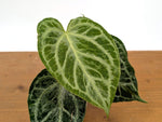 Anthurium Silver Blush Variegated Mint