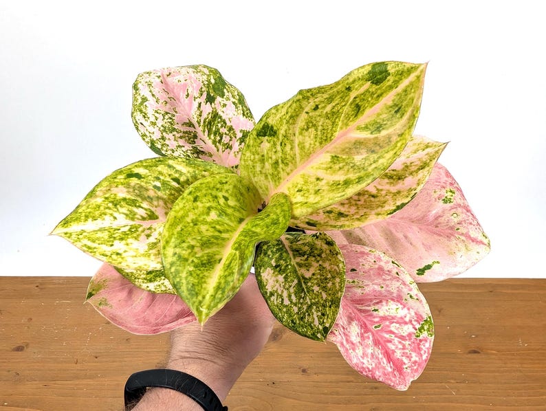 Aglaonema Mahasombat