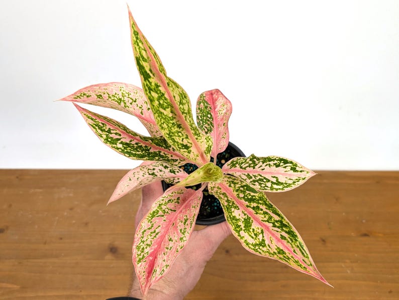 Aglaonema Pink Baramee