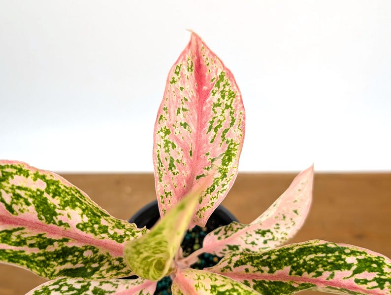 Aglaonema Pink Baramee