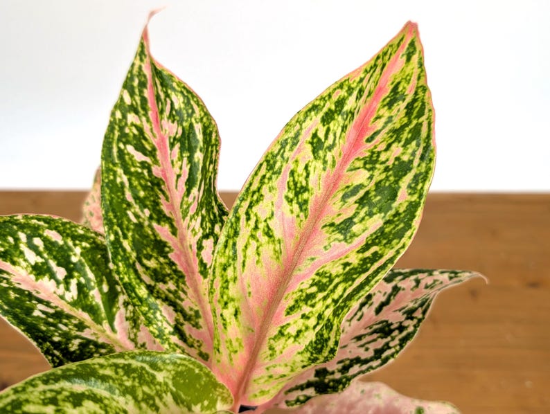 Aglaonema Platinum