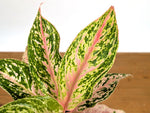 Aglaonema Platinum