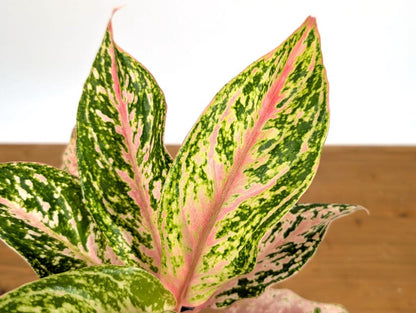Aglaonema Platinum