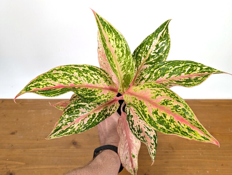 Aglaonema Platinum