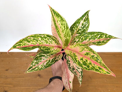 Aglaonema Platinum