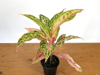 Aglaonema Platinum