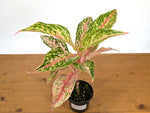 Aglaonema Platinum