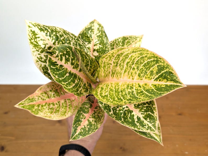 Aglaonema Harley Queen