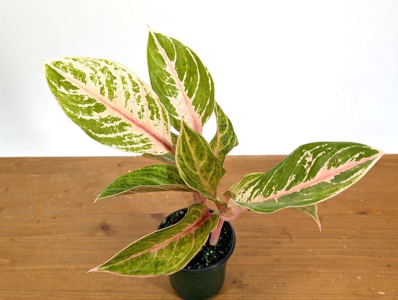 Aglaonema Chat Petch