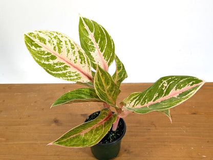 Aglaonema Chat Petch