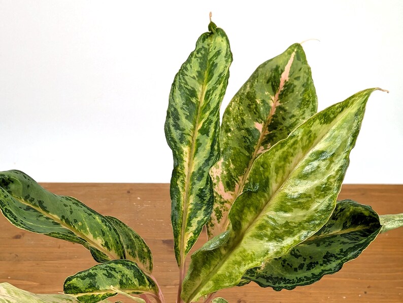 Aglaonema Chat Petch