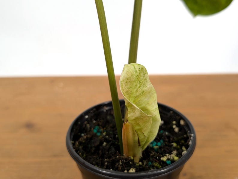 EXACT Philodendron El Choco x Billietiae Variegated