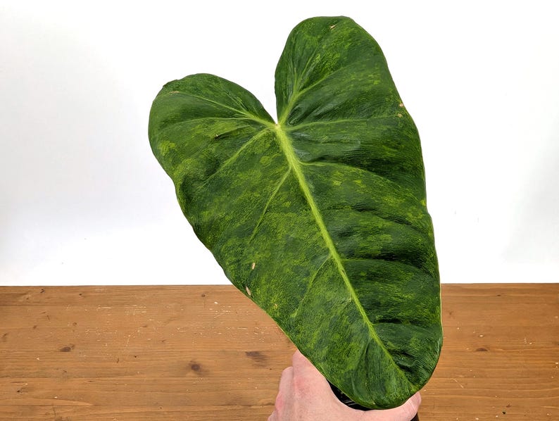 EXACT Philodendron El Choco x Billietiae Variegated