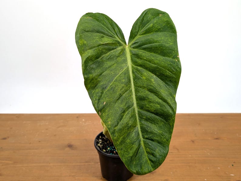 EXACT Philodendron El Choco x Billietiae Variegated