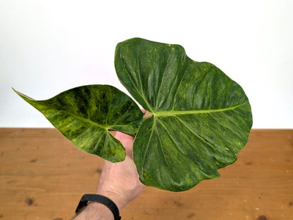 EXACT Philodendron El Choco x Billietiae Variegated