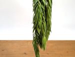 Ceratostema Rauhii