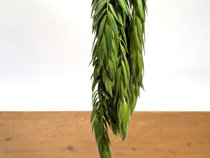 Ceratostema Rauhii