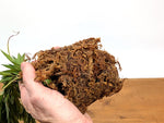 Ceratostema Rauhii