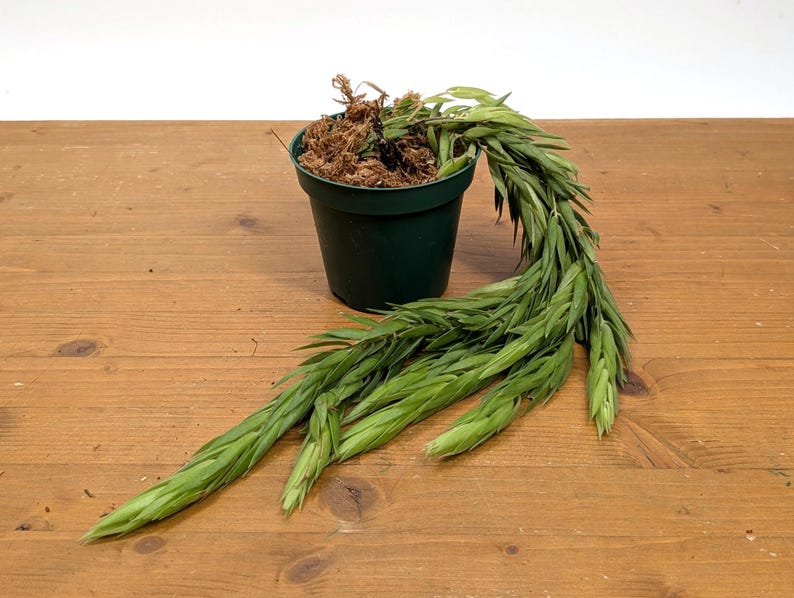 Ceratostema Rauhii