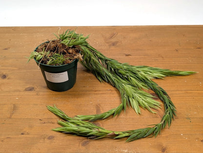 Ceratostema Rauhii